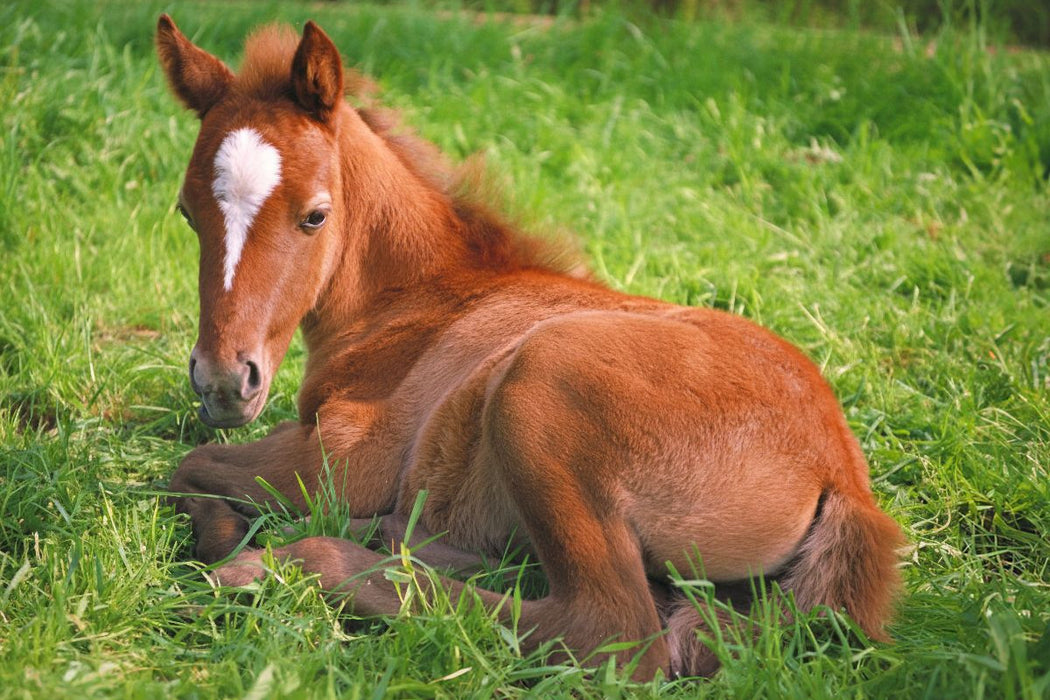 Premium Textil-Leinwand Ponyfohlen auf der Wiese