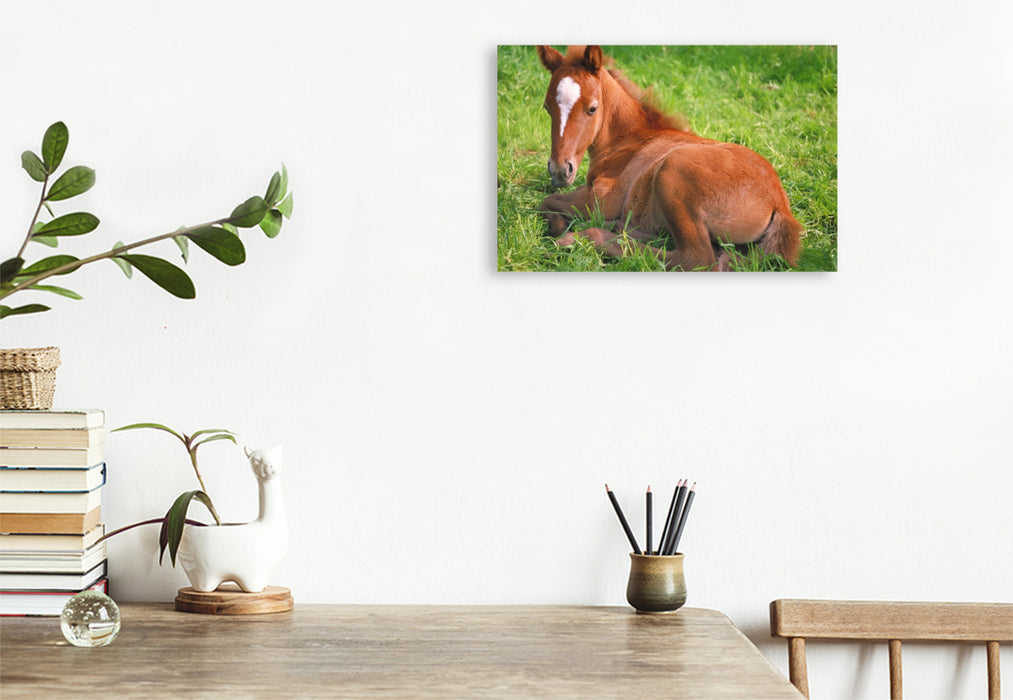 Premium Textil-Leinwand Ponyfohlen auf der Wiese