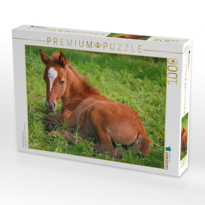 Ponyfohlen auf der Wiese - CALVENDO Foto-Puzzle'