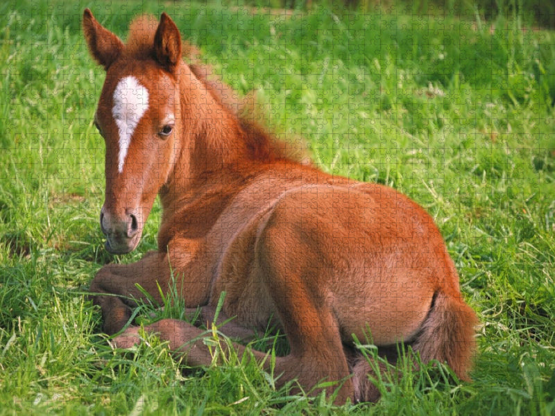 Ponyfohlen auf der Wiese - CALVENDO Foto-Puzzle'