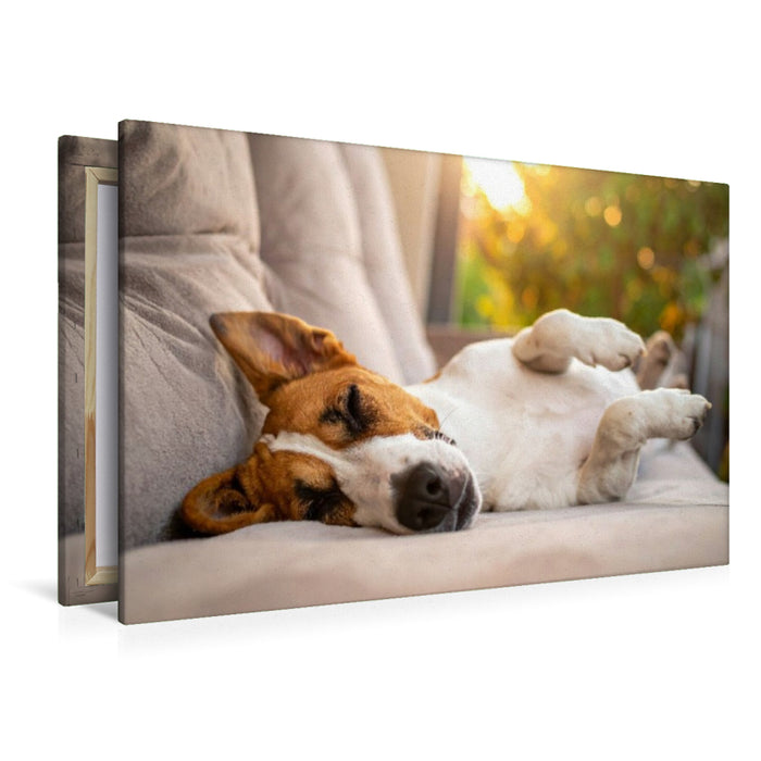 Premium Textil-Leinwand Terrier vor der nächsten Action im seligen Schlaf