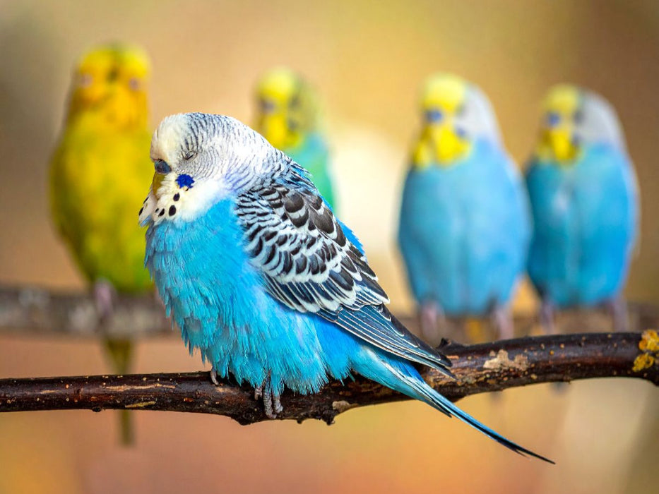 Wellensittich im Traumland - CALVENDO Foto-Puzzle'