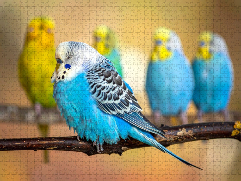 Wellensittich im Traumland - CALVENDO Foto-Puzzle'