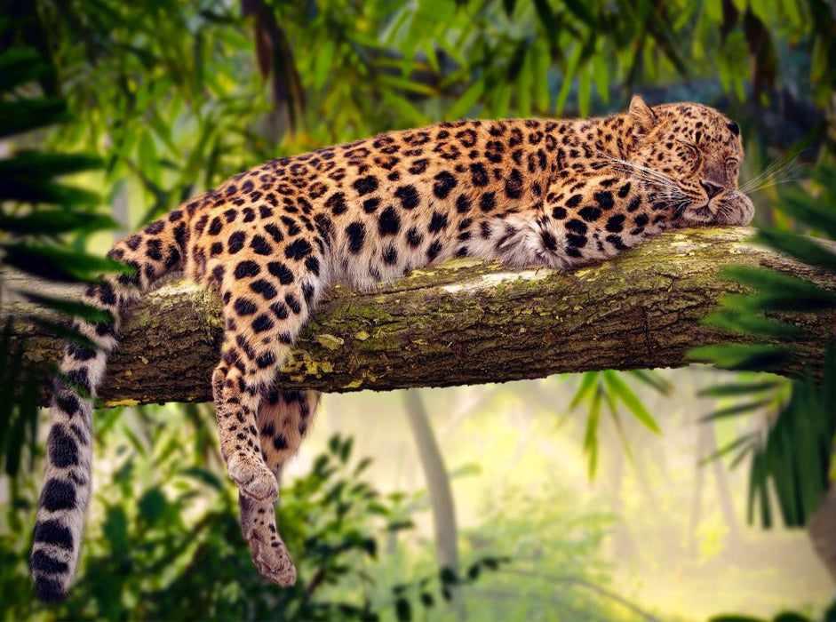 Leopard mit Auszeit auf einem Baum - CALVENDO Foto-Puzzle'