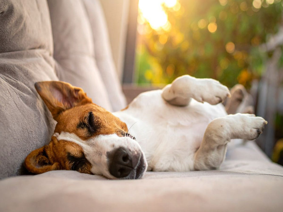 Terrier vor der nächsten Action im seligen Schlaf - CALVENDO Foto-Puzzle'