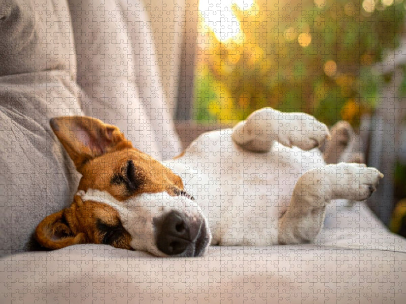 Terrier vor der nächsten Action im seligen Schlaf - CALVENDO Foto-Puzzle'