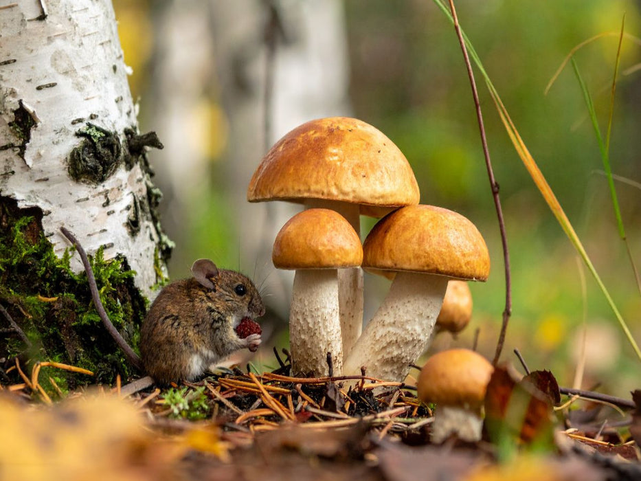 Pilzbesuch - Rotkappen und Maus - CALVENDO Foto-Puzzle'