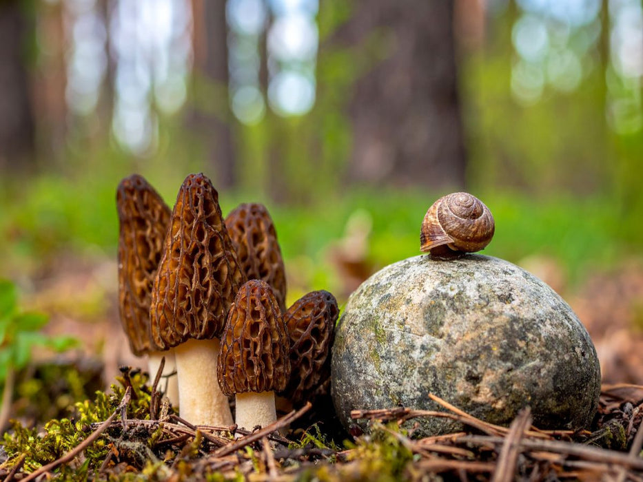 Pilzbesuch - Morcheln und Schnecke - CALVENDO Foto-Puzzle'