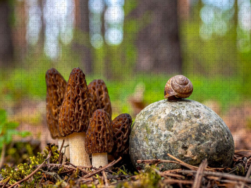 Pilzbesuch - Morcheln und Schnecke - CALVENDO Foto-Puzzle'