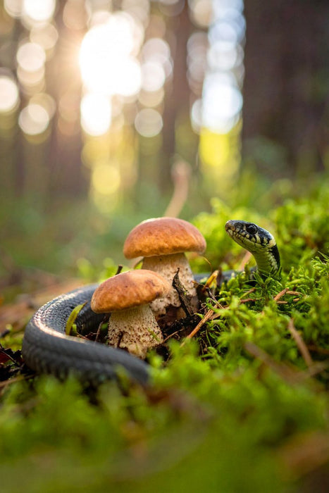 Premium Textil-Leinwand Rotkappen und Ringelnatter