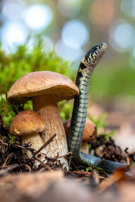 Premium Textil-Leinwand Steinpilz und Ringelnatter