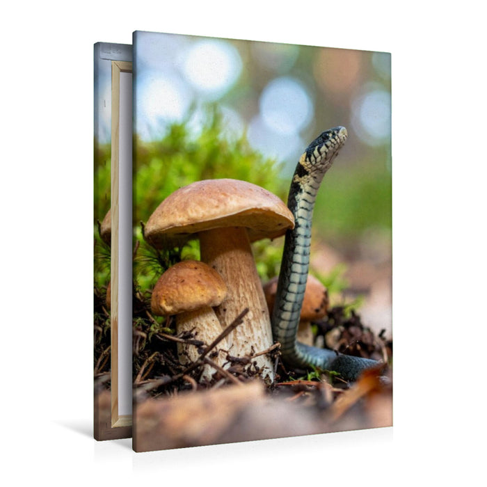 Premium Textil-Leinwand Steinpilz und Ringelnatter