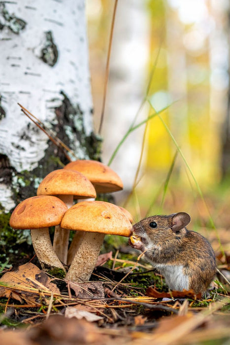 Premium Textil-Leinwand Birkenpilze und Maus