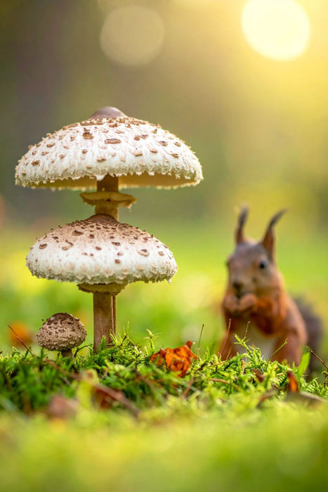 Premium Textil-Leinwand Eichhörnchen und Parasolpilze auf der Wiese