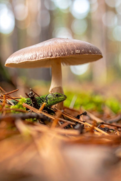 Premium Textil-Leinwand Schirmpilz und Eidechse