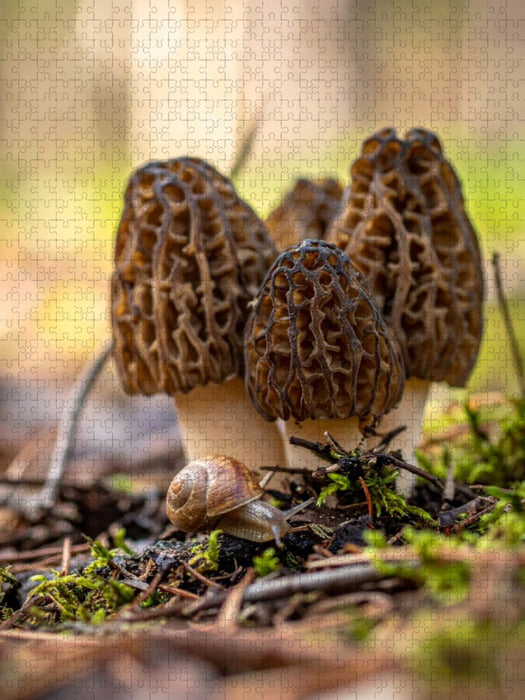 Morcheln und Schnecke - CALVENDO Foto-Puzzle'