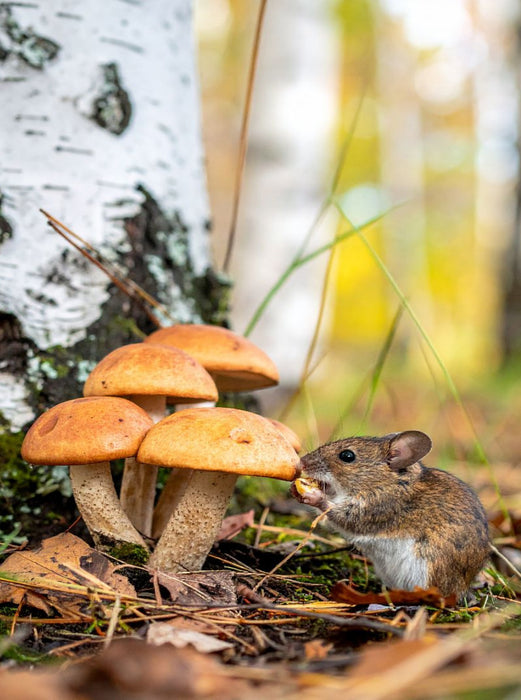 Birkenpilze und Maus - CALVENDO Foto-Puzzle'