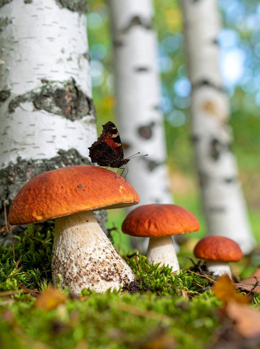 Rotkappen Pilze und Schmetterling - CALVENDO Foto-Puzzle'