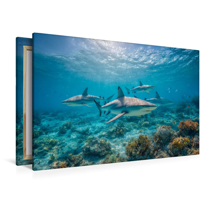 Premium Textil-Leinwand Haie über Korallenriff im Ozean