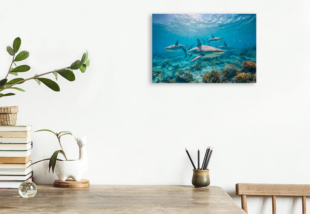 Premium Textil-Leinwand Haie über Korallenriff im Ozean