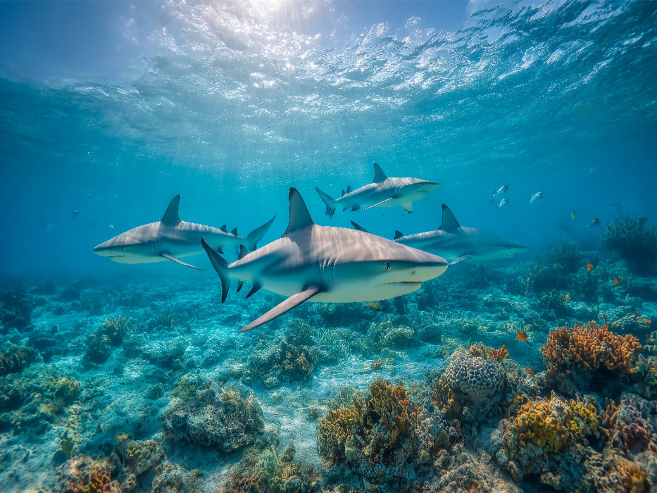 Haie über Korallenriff im Ozean - CALVENDO Foto-Puzzle'