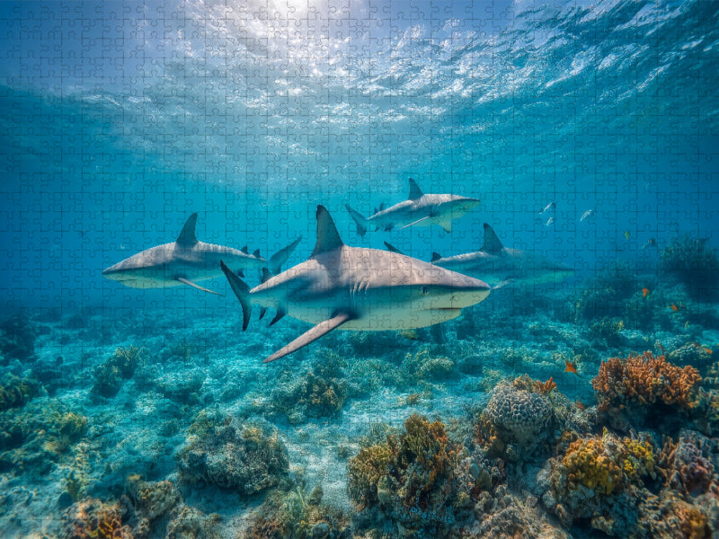 Haie über Korallenriff im Ozean - CALVENDO Foto-Puzzle'