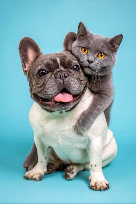 Premium Textil-Leinwand Französische Bulldogge und Katze – Tierische Freundschaft voller Nähe