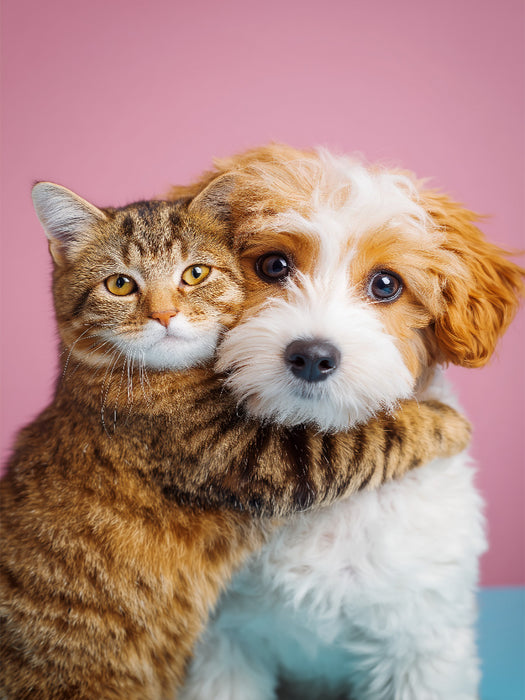 Hund und Katze in Freundschaft – Cockerpoo mit getigerter Katze - CALVENDO Foto-Puzzle'