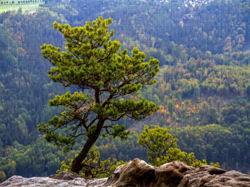 Krüppelkiefer auf dem Lilienstein - CALVENDO Foto-Puzzle'