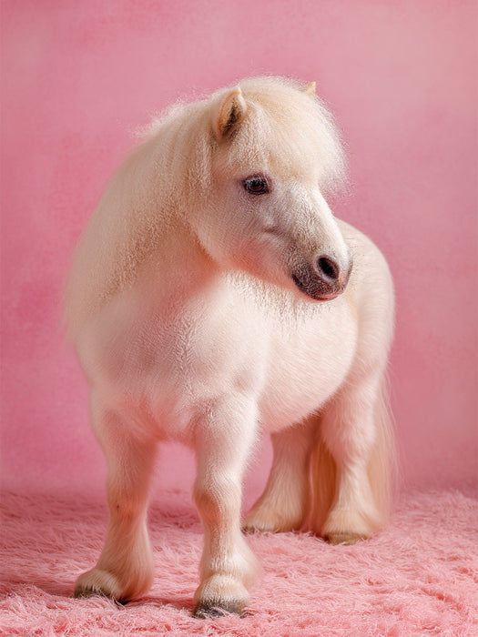 Weißes Zwergpony vor rosa Hintergrund - CALVENDO Foto-Puzzle'