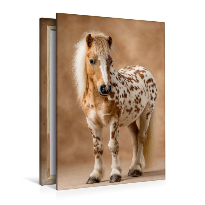 Premium Textil-Leinwand Geflecktes Zwergpony Bild im Portrait