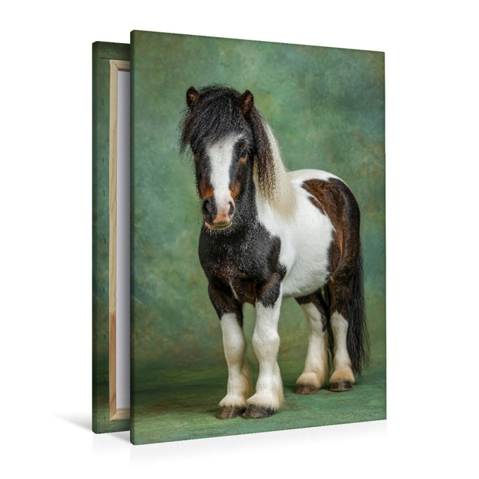 Premium Textil-Leinwand Zwergpony Bild im Studio mit grünem Hintergrund