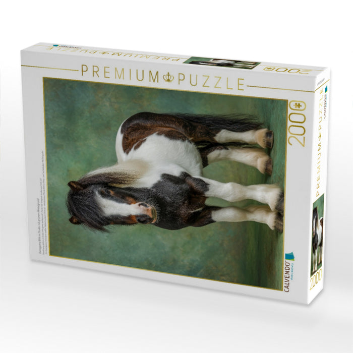 Zwergpony Bild im Studio mit grünem Hintergrund - CALVENDO Foto-Puzzle'