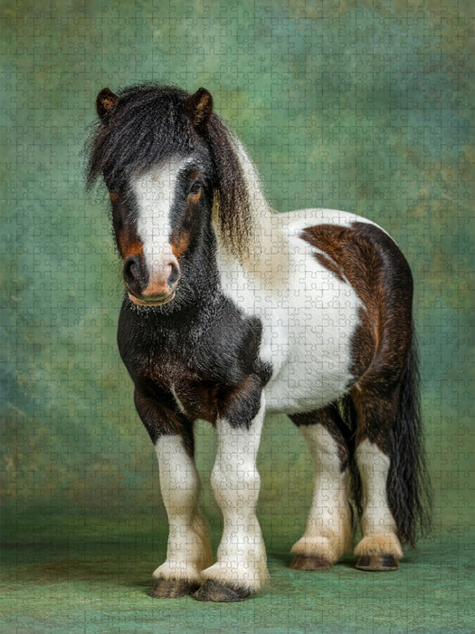 Zwergpony Bild im Studio mit grünem Hintergrund - CALVENDO Foto-Puzzle'