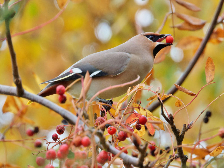 Seidenschwanz - CALVENDO Foto-Puzzle'