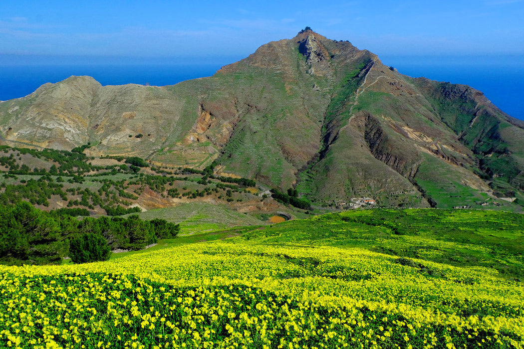 Premium Textil-Leinwand Pico Branco blühender Klee