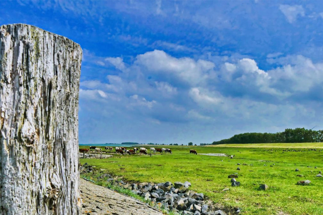 Premium Textil-Leinwand Kühe an der Schelde bei Breskens