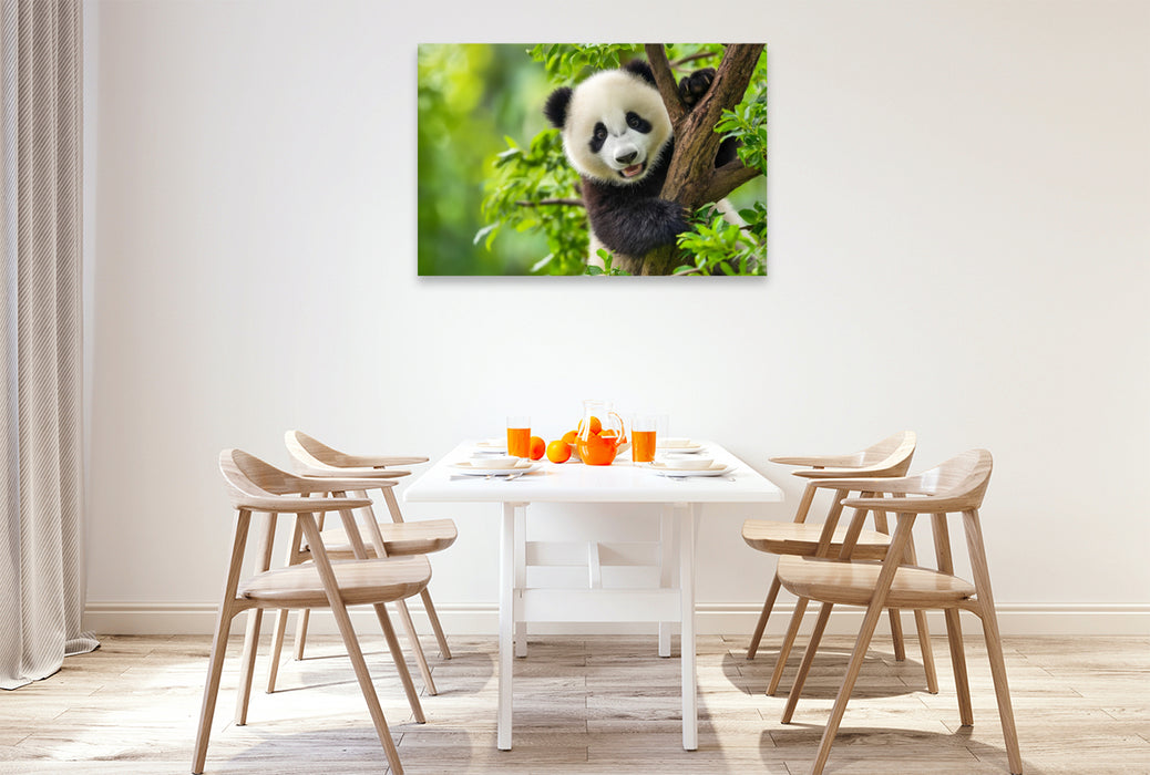 Premium Textil-Leinwand Ein Motiv aus dem Kalender Panda Magie