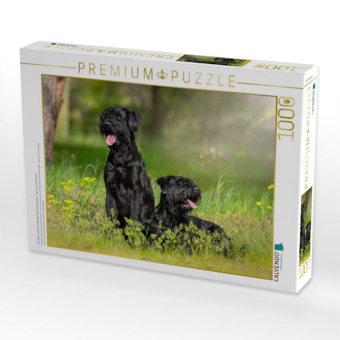 Ein Motiv aus dem Kalender Riesenschnauzer - Herz auf vier Pfoten - CALVENDO Foto-Puzzle'