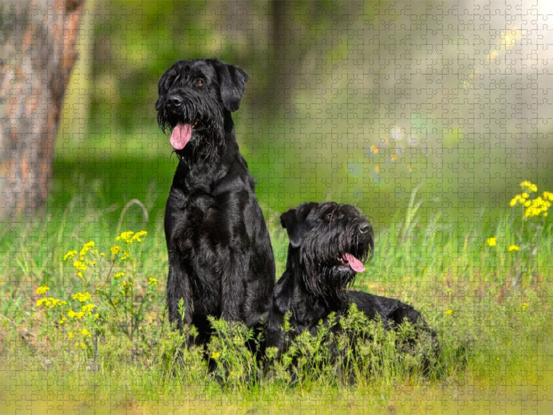 Ein Motiv aus dem Kalender Riesenschnauzer - Herz auf vier Pfoten - CALVENDO Foto-Puzzle'