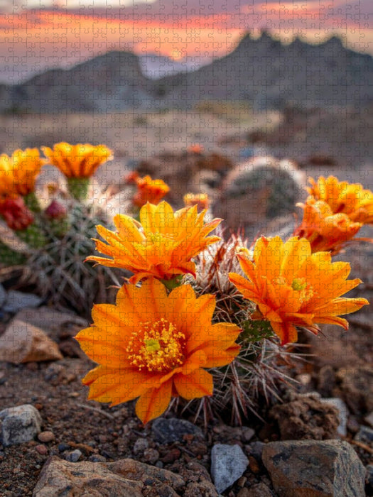 Blütenfarbe der Sonne - orangefarbene Kakteen - CALVENDO Foto-Puzzle'
