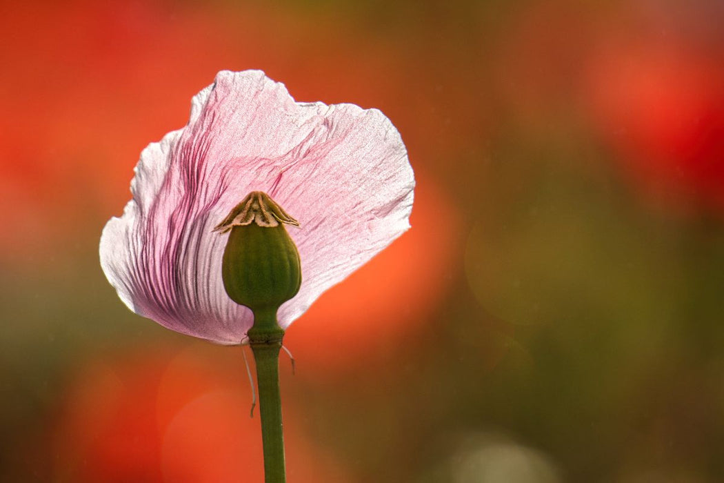Premium Textil-Leinwand Verletzliche Schönheit
