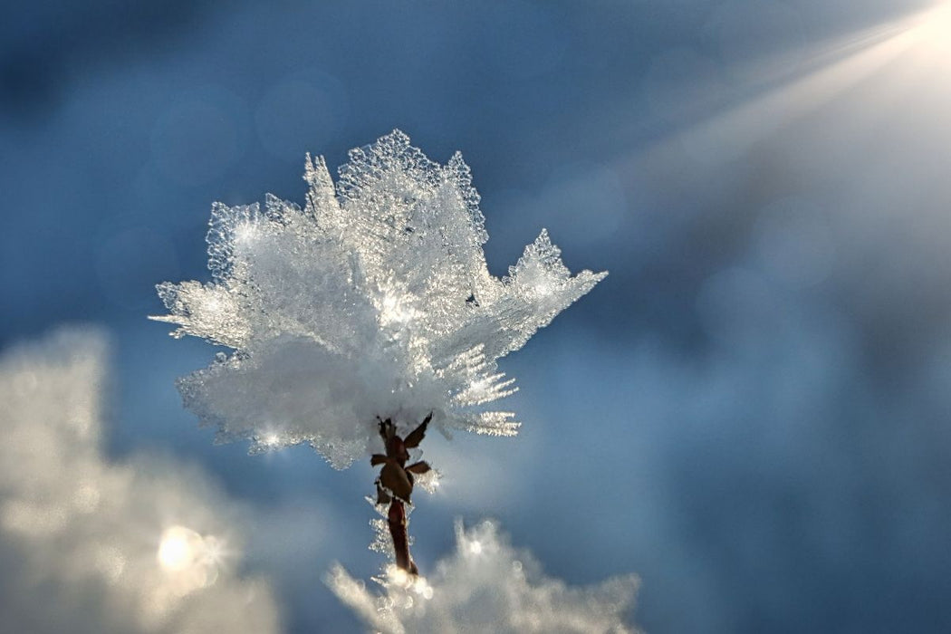 Premium Textil-Leinwand Kristallblüte im Sonnenschein