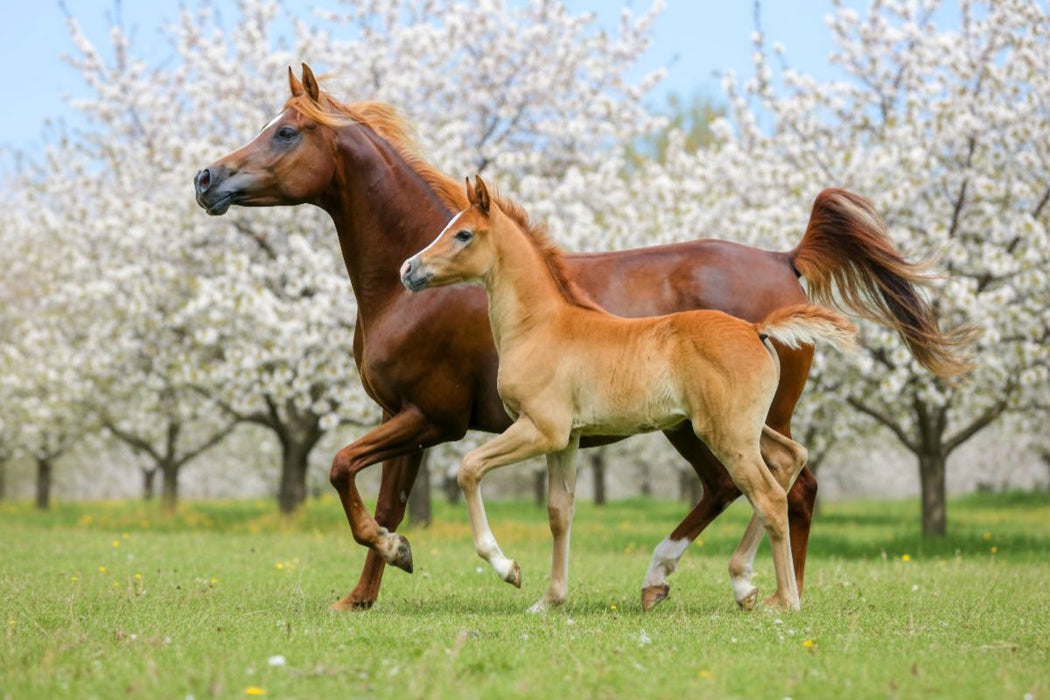 Premium Textil-Leinwand Araberstute und Fohlen in synchronem Trab