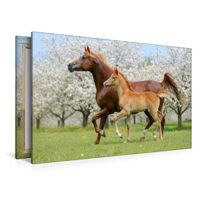 Premium Textil-Leinwand Araberstute und Fohlen in synchronem Trab