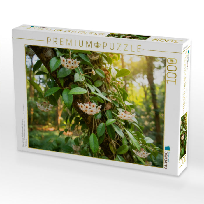 Hoya carnosa - Porzellanblume in der Natur - CALVENDO Foto-Puzzle'