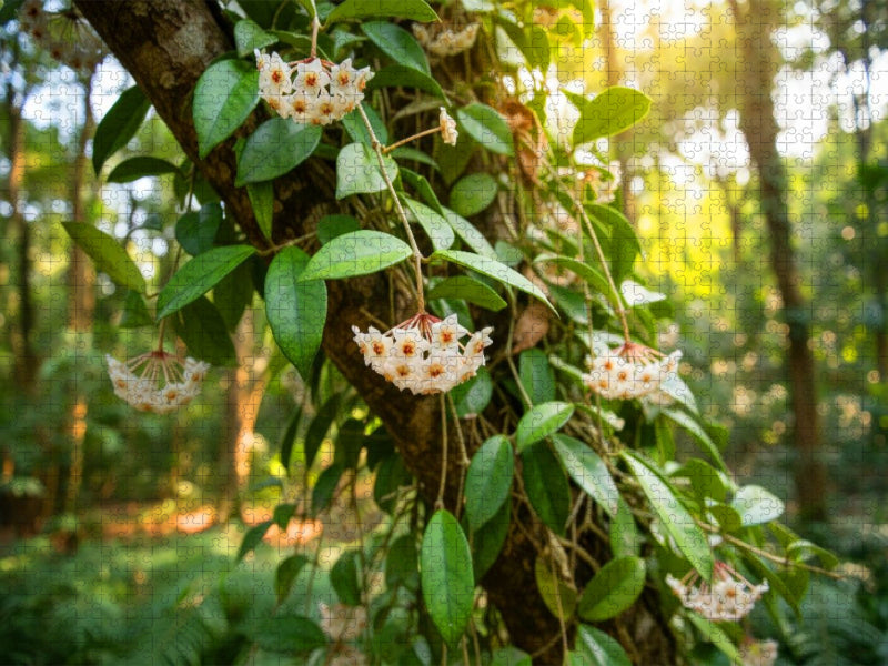 Hoya carnosa - Porzellanblume in der Natur - CALVENDO Foto-Puzzle'
