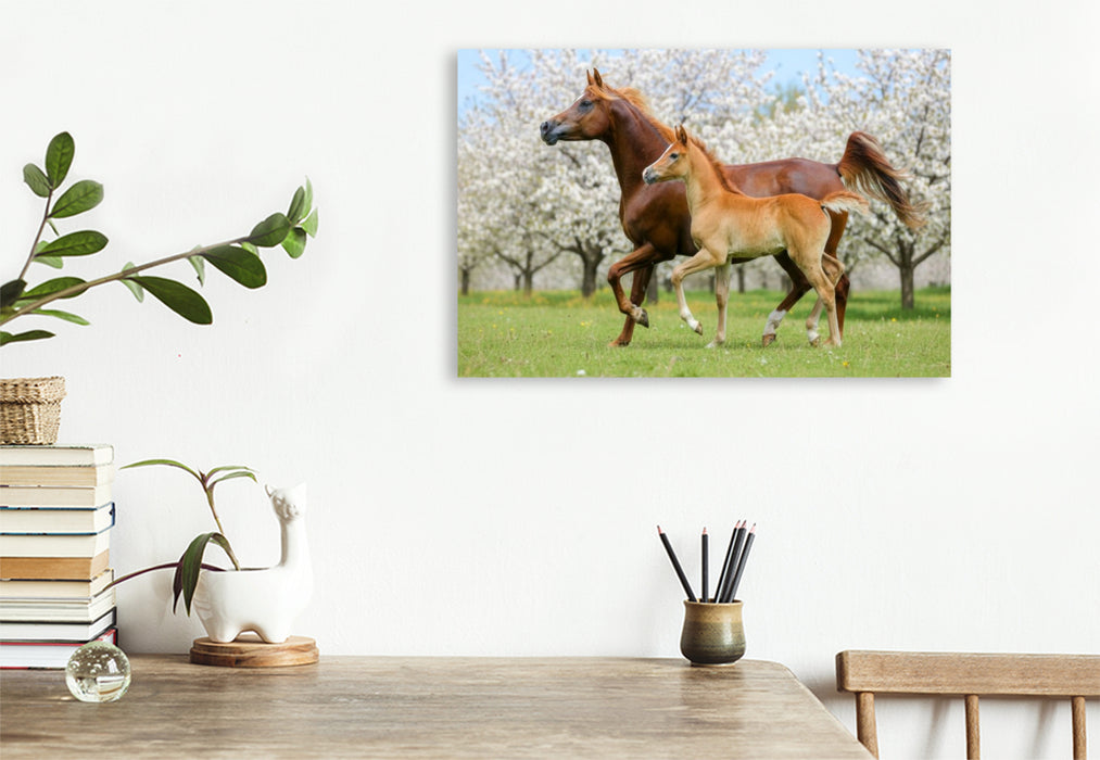 Premium Textil-Leinwand Araberstute und Fohlen in synchronem Trab