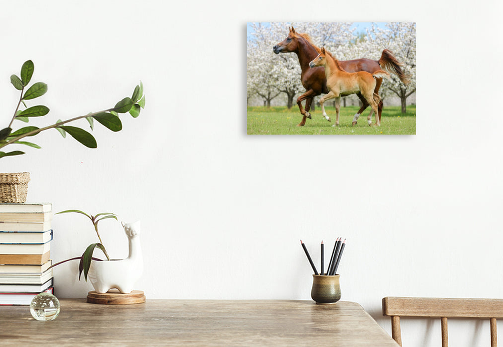 Premium Textil-Leinwand Araberstute und Fohlen in synchronem Trab