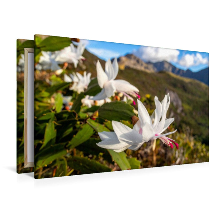 Premium Textil-Leinwand Schlumbergera - Weihnachtskaktus in natürlicher Umgebung